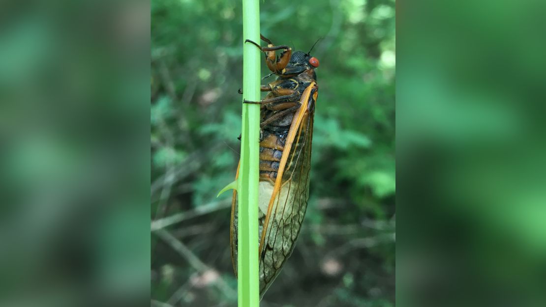 A cicada infected with Massospora.