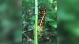 RESTRICTED 02 zombie cicadas west virginia fungus scn trnd
