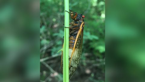 A cicada infected with Massospora.