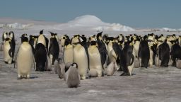 Emperor penguins at Halley Bay