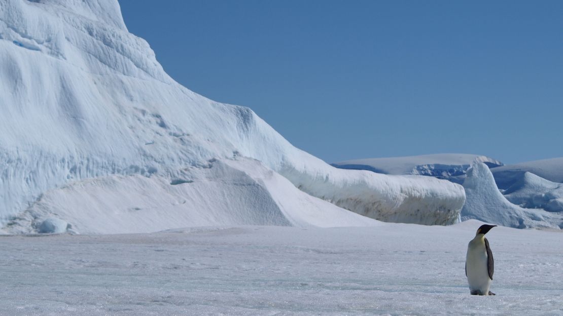 Climate change is threatening the natural habitat of the emperor penguins.