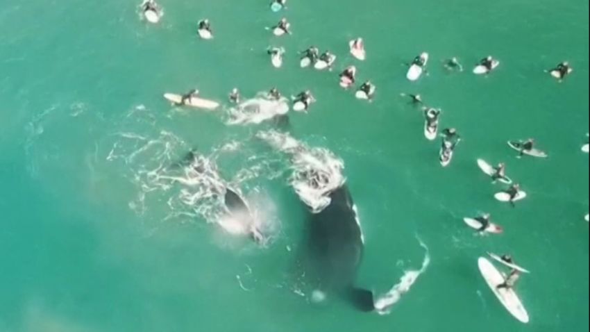 Australia Surfers Whale Encounter 1