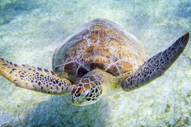 <strong>Loggerhead turtle -- </strong>The loggerhead diet is typically made up of crabs, crustaceans, molluscs and jellies. Known for their long migrations, in 1996 one female named <a href="http://www.turtles.org/adelita.htm" target="_blank" target="_blank">Adelita</a> was tracked crossing the Northern Pacific, from Mexico to near Japan.
