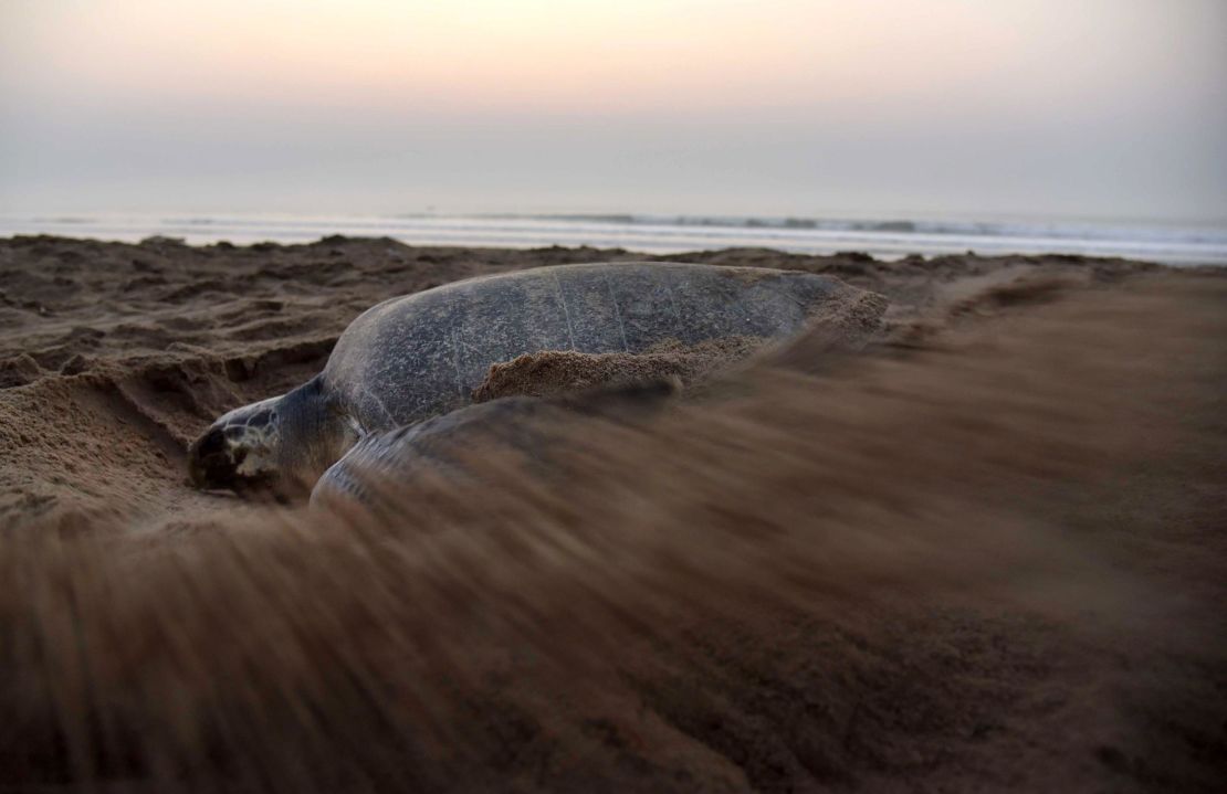 An Olive ridley turtle digs a hollow in the sand as she prepares to lay her eggs at Rushikulya beach, India, 2017.