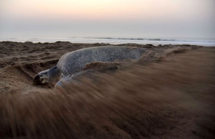 <strong>Olive ridley turtle -- </strong>Listed as vulnerable by the <a href="https://www.iucnredlist.org/species/11534/3292503" target="_blank" target="_blank">IUCN</a>, the olive ridley faces the same human dangers as other turtle species. In 2018, over 300 olive ridleys were found dead, <a href="https://edition.cnn.com/2018/08/29/americas/mexico-endangered-turtles-dead-trnd/index.html" target="_blank">tangled in a single illegal fishing net</a> off the Mexican coast.