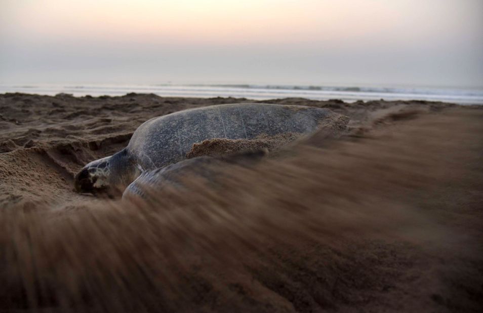 <strong>Olive ridley turtle -- </strong>Listed as vulnerable by the International Union for Conservation of Nature <a href="https://www.iucnredlist.org/species/11534/3292503" target="_blank" target="_blank">(IUCN)</a>, olive ridleys live and nest throughout the tropics, but have been found in temperate regions <a href="https://www.iucnredlist.org/species/11534/3292503" target="_blank" target="_blank">as far south as New Zealand and as far north as Alaska</a>. 