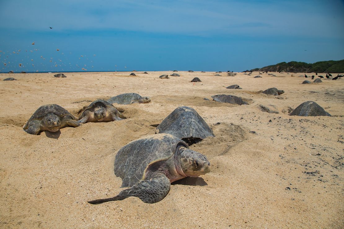 Olive ridley turtles come to shore to lay their eggs, burying them in deep chambers in the sand.