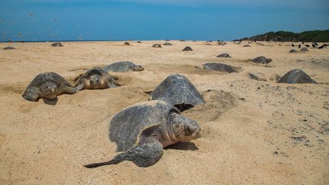 Olive ridley turtles come to shore to lay their eggs, burying them in deep chambers in the sand.