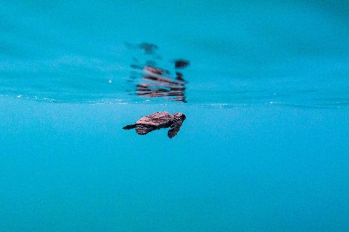 <strong>Loggerhead turtle -- </strong>Loggerhead turtles typically nest in tropical and sub-tropical regions of the world, <a href="https://www.seaturtlestatus.org/loggerhead-turtle#:~:text=As%20a%20species%20that%20may,and%20incidental%20capture%20by%20fishermen.&text=Map%20of%20loggerhead%20telemetry%20in%20the%20Pacific%20from%20SWOT%20Report%2C%20vol." target="_blank" target="_blank">laying up to 120 eggs in two to five clutches every two to four years</a>. <a href="https://static1.squarespace.com/static/5b80290bee1759a50e3a86b3/t/5bb3d56a24a6940b1fc6eb0f/1538512256196/swot2.pdf" target="_blank" target="_blank">Florida, the Brazilian coast and the Eastern Mediterranean</a> are particularly popular nesting spots.