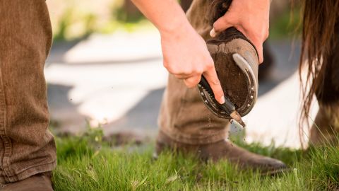 Horses hooves are cleaned to ensure there are no rocks lodged inside, and to help keep out excess bacteria and dirt.
