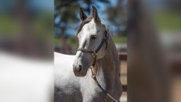 Military Working Horse Ghost, 30th Security Forces Squadron MWH, poses for a photo July 31, 2020 at Vandenberg Air Force Base, Calif. 