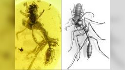 Researchers discover a worker of the hell ant Ceratomyrmex ellenbergeri grasping a nymph of Caputoraptor elegans (Alienoptera) preserved in amber dated to ~99 Ma.