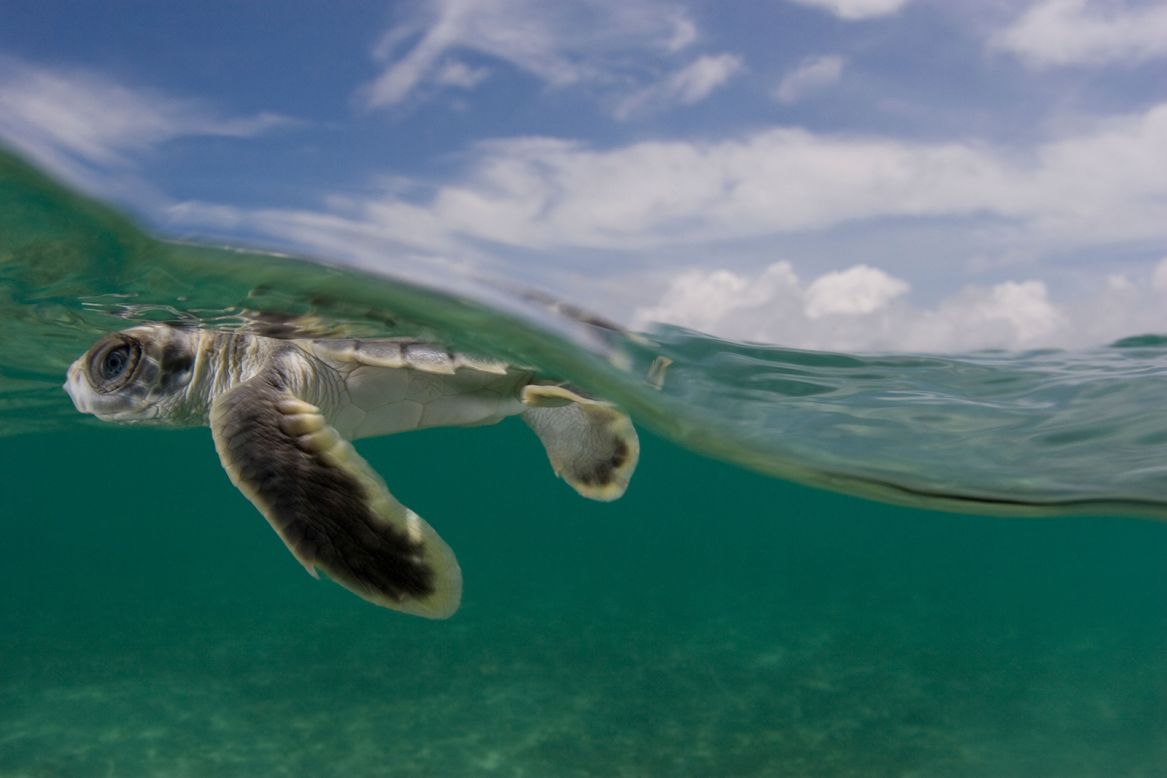 <strong>Flatback turtle -- </strong>Flatback turtles have only existed since 1988 -- that is, according to science. Once considered a type of green turtle, they were formally described as a separate species <a href="https://www.iucnredlist.org/species/14363/4435952" target="_blank" target="_blank">in the late '80s</a>. 