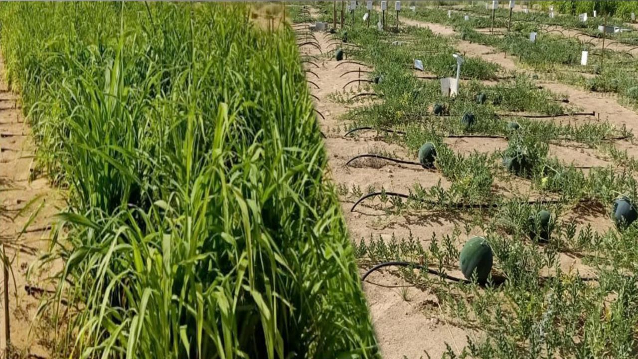 Desert Control and ICBA grew watermelon (pictured here), zucchini and pearl millet.