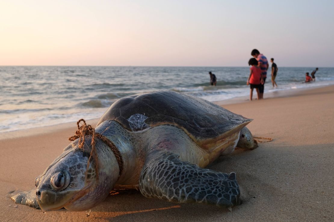 An olive ridley sea turtle lies dead with a rope around its neck on Marari beach, Kerala state, India, 2019. Discarded and lost fishing gear is a big hazard to sea turtle populations. 