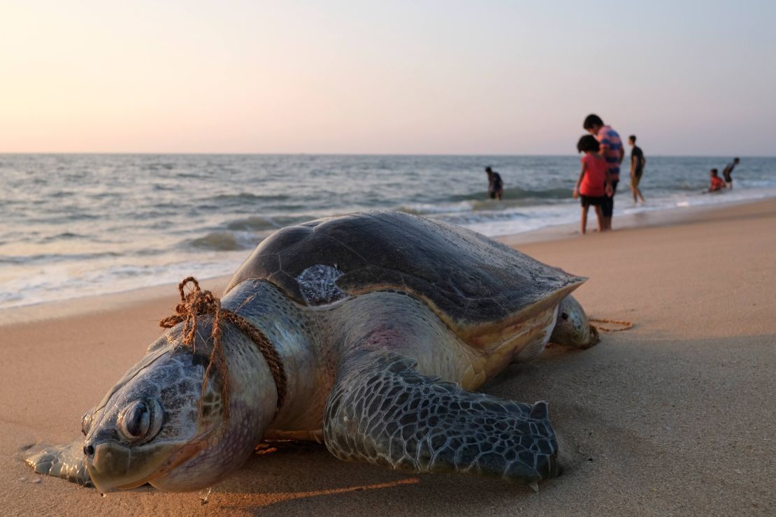An olive ridley sea turtle lies dead with a rope around its neck on Marari beach, Kerala state, India, 2019. Discarded and lost fishing gear is a big hazard to sea turtle populations.