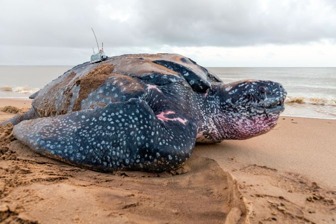 <strong>Leatherback turtle -- </strong>Leatherbacks can dive to <a href="https://www.seaturtlestatus.org/leatherback-turtle" target="_blank" target="_blank">over 1,000 meters </a>to feed on plankton and have highly adapted bodies to cope with different water temperatures (helping explain their worldwide spread). Once considered critically endangered and now listed as vulnerable by the IUCN, <a href="https://www.seaturtlestatus.org/leatherback-turtle" target="_blank" target="_blank">SWOT</a> (The State of the World's Sea Turtles -- a series of reports compiled by the Oceanic Society) states numbers are rapidly declining in many parts of the world. 