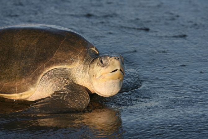 <strong>Kemp's ridley turtle -- </strong>Last assessed by the IUCN in 2019, the Kemp's ridley is critically endangered, with <a href="https://www.iucnredlist.org/species/11533/155057916#population" target="_blank" target="_blank">just over 22,000 adults </a>thought to be in existence. It was nearly extinct 50 years ago according to <a href="https://www.seaturtlestatus.org/kemps-ridley" target="_blank" target="_blank">SWOT</a>, which says the species has shown signs of recovery despite myriad threats.