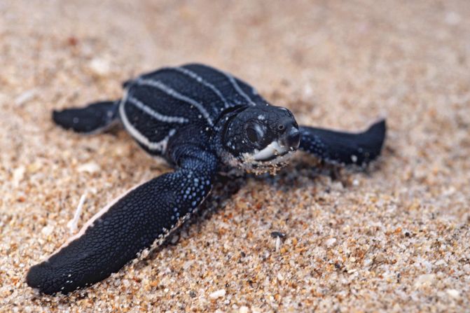 <strong>Leatherback turtle --</strong> Leatherback turtles are colossal, measuring <a href="https://www.seaturtlestatus.org/leatherback-turtle" target="_blank" target="_blank">as long as 1.8 meters and typically weighing more than 640 kilograms</a>. The largest ever recorded, estimated to be about 100 years old, was over 2 meters and weighed <a href="https://museum.wales/articles/2007-08-15/The-largest-turtle-in-the-world/" target="_blank" target="_blank">900 kilograms</a>.