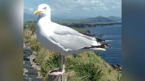A seabird in Rings of Kerry, Ireland. Seabird waste contributes vital nutrients to marine ecosystems and is important for coastal economies. 