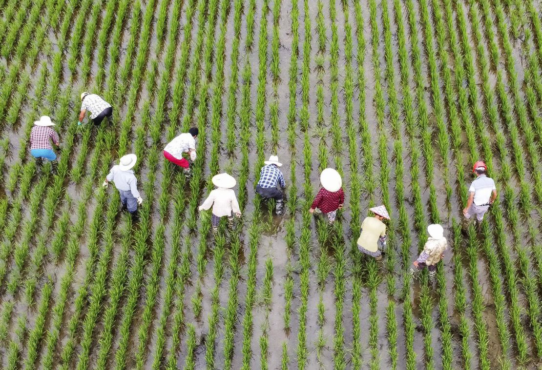 Farm workers pull weeds from the rice fields in Taizhou, Jiangsu Province, China, on July 8.
