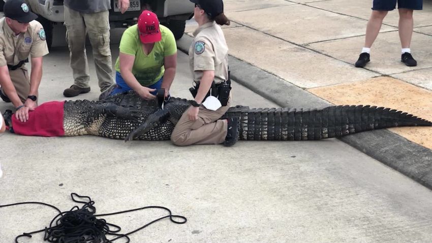 texas father alligator rescue orig_00000000.jpg