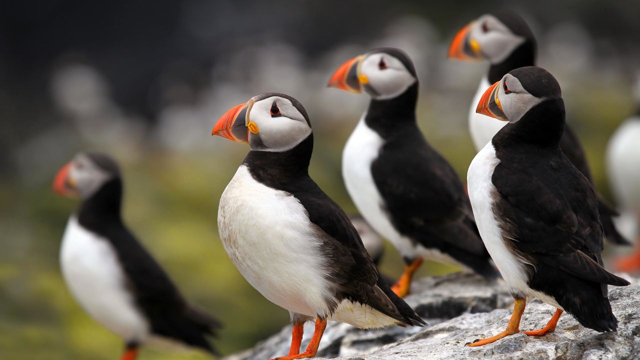 Atlantic Puffins (Fratercula arctica) stand on a cliff top. They are one of many species that are vulnerable to extinction, a threat that faces one-third of seabird species.