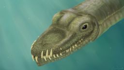 Scientists used CT scans to digitally reconstruct the crushed skulls of Tanystropheus fossils, which revealed evidence that these reptiles were water-dwelling, according to the new research published today in Current Biology.