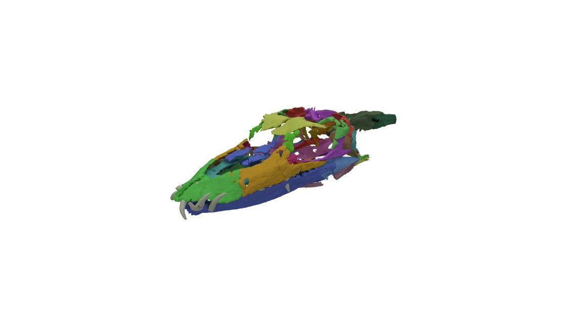 The digitally reassembled fossils show that the Tanystropheus' skull anatomy and nostril placement -- on the top of it's snout similar to a crocodile -- had the characteristics of an aquatic animal. 