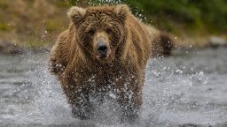 Brown bear hunting for salmon in the river. (Photo by: VWPICS/Gavriel Jecan/Universal Images Group via Getty Images)