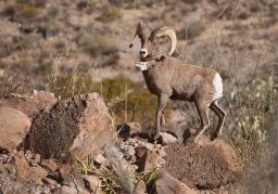 Image from 2010 of a desert bighorn ram at Big Bend Ranch State Park.