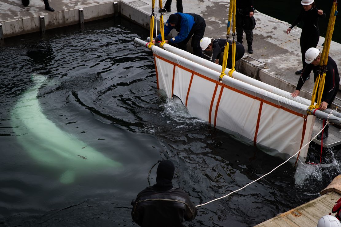 The Sea Life Trust team transfer Little Grey from a tugboat to to a care pool. 