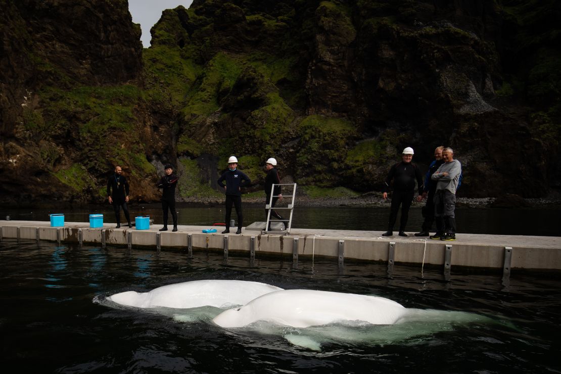 Little Grey and Little White get used to their new home in Iceland.