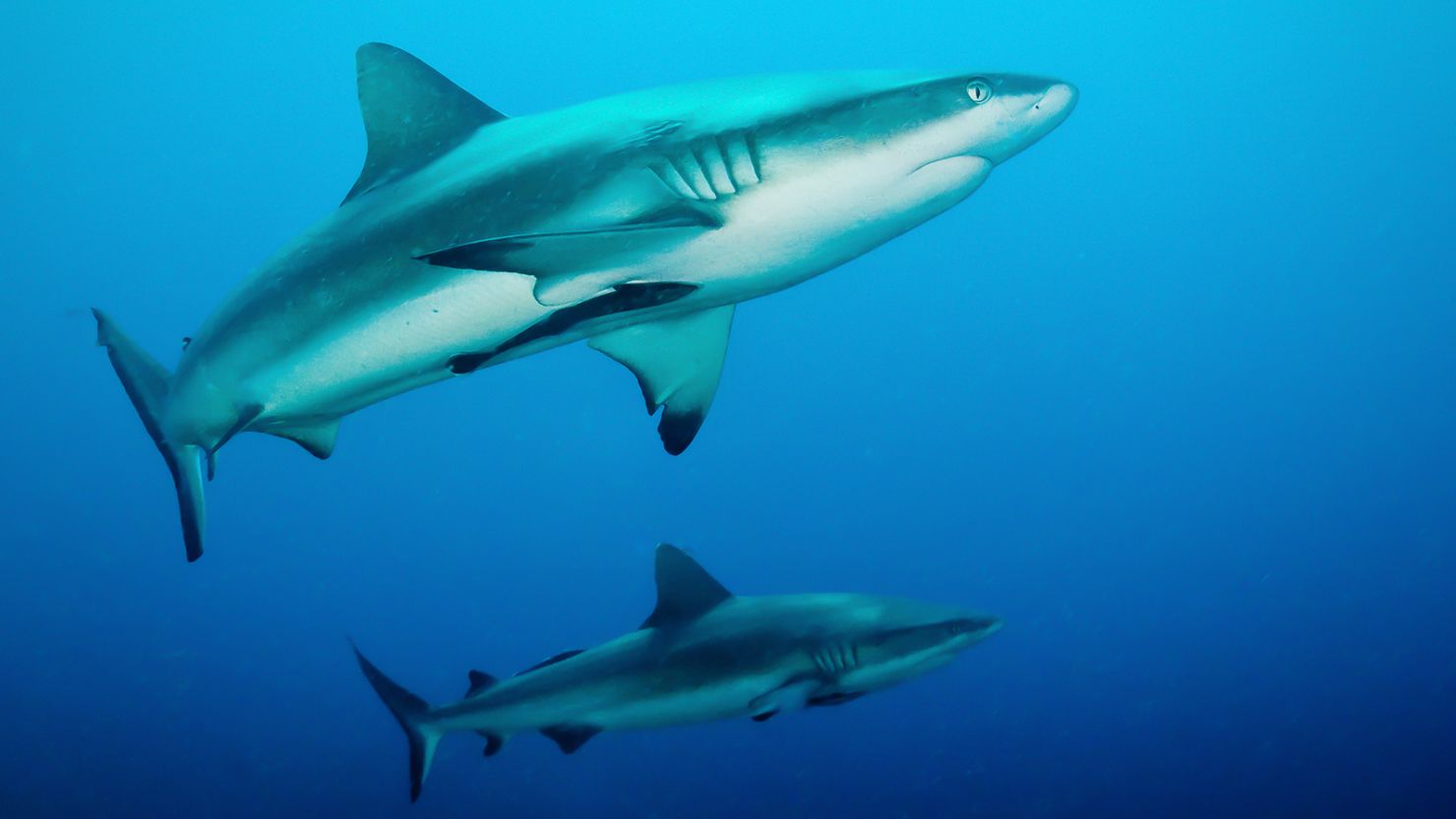 Researchers implanted transmitters into gray reef sharks at an atoll in the Pacific and found that the animals are quite a bit more social than previously thought.