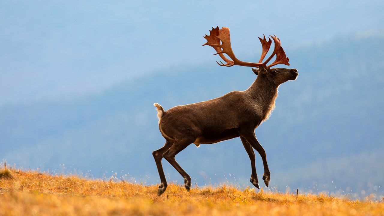 <strong>Arctic National Wildlife Refuge:</strong> Located in far northeastern Alaska, this refuge is one of the more remote refuges, home to moose and other wild animals.