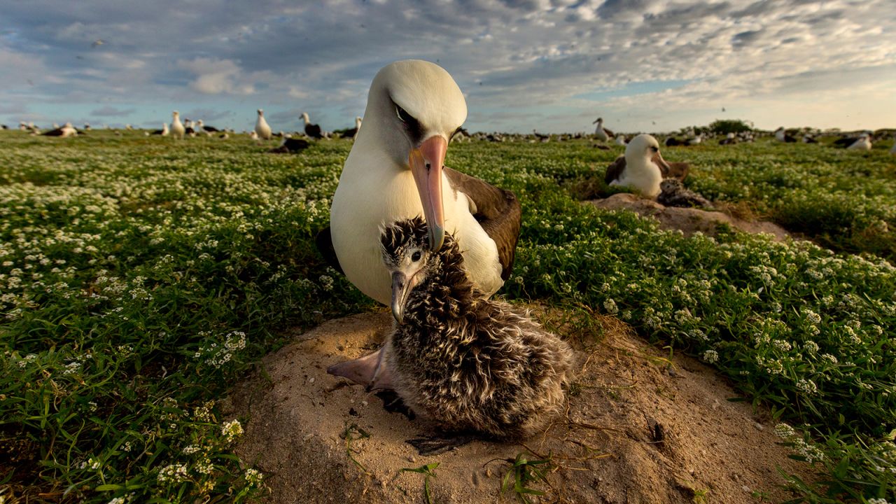 <strong>Laysan albatross: </strong>An adult with a juvenile at Midway Atoll National Wildlife Refuge, located on the far northern end of the Hawaiian archipelago in the North Pacific Ocean, ended up being one of the photographer's favorite species captured on camera.