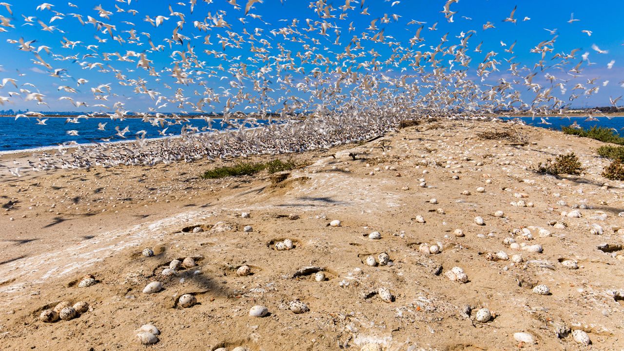 <strong>San Diego Bay National Wildlife Refuge, California:</strong> This image shows elegant terns in flight over their nesting grounds.