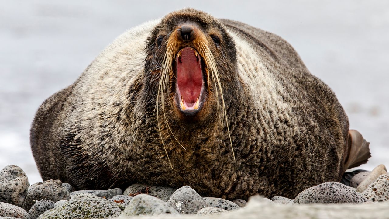 <strong>St. Paul Island, Pribilof Islands, Alaska: This </strong>northern fur seal was photographed in the Alaska Maritime National Wildlife Refuge.   