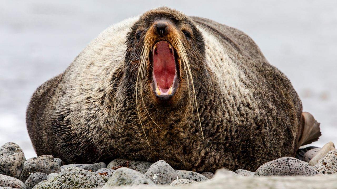 <strong>St. Paul Island, Pribilof Islands, Alaska: This </strong>northern fur seal was photographed in the Alaska Maritime National Wildlife Refuge.