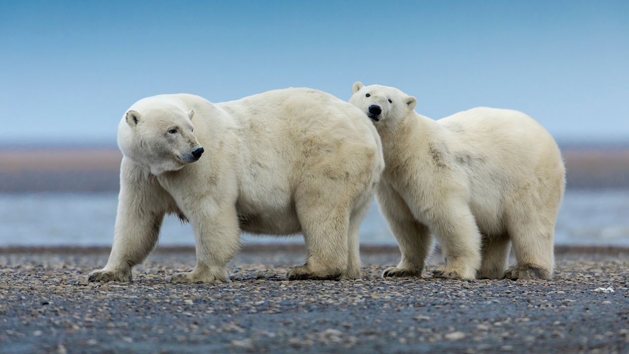 <strong>Kaktovik, Alaska: </strong>Polar bears in Arctic National Wildlife Refuge are bound to be a favorite image for those who have an affinity for animal pictures.