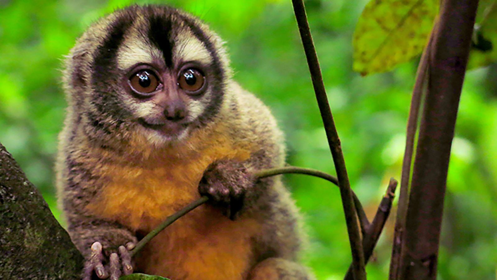 A second chance': Peru sanctuaries help rescued monkeys back into the wild, Global development