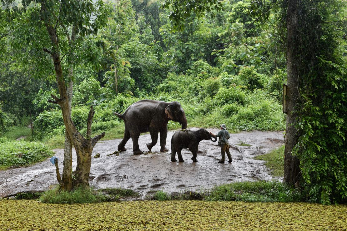 Most elephants at the Elephant Conservation Center in Sayaboury, Laos, were rescued from the logging or tourism industry.