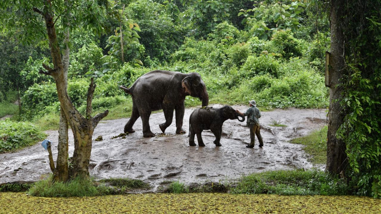 Most elephants at the Elephant Conservation Center in Sayaboury, Laos, were rescued from the logging or tourism industry.