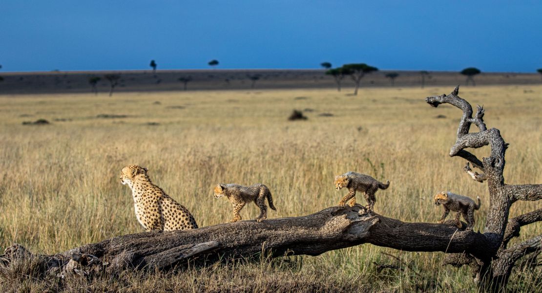 Cheetahs, among the most endangered of the world's big cats, roam the Mara Triangle in Maasai Mara, Kenya.