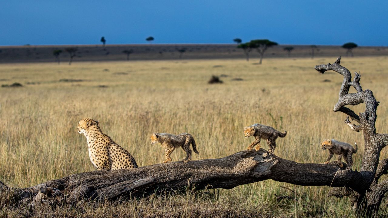 Cheetahs, among the most endangered of the world's big cats, roam the Mara Triangle in Maasai Mara, Kenya.