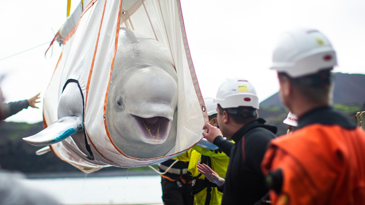 To be released at 06:00 Monday 10th August 2020.

The Sea Life Trust team transfer Little Gray one of two beluga whales (Little Grey and Little White) from a tugboat to the the landside care pool, to their bayside care pool, for a short period of time to acclimatise to their new natural environment at the open water sanctuary in Klettsvik Bay in Iceland. PRESS ASSOCIATION Photo. Picture date: Friday August 7, 2020. See PA story ANIMALS Belugas. Photo credit should read: Aaron Chown PA Wire