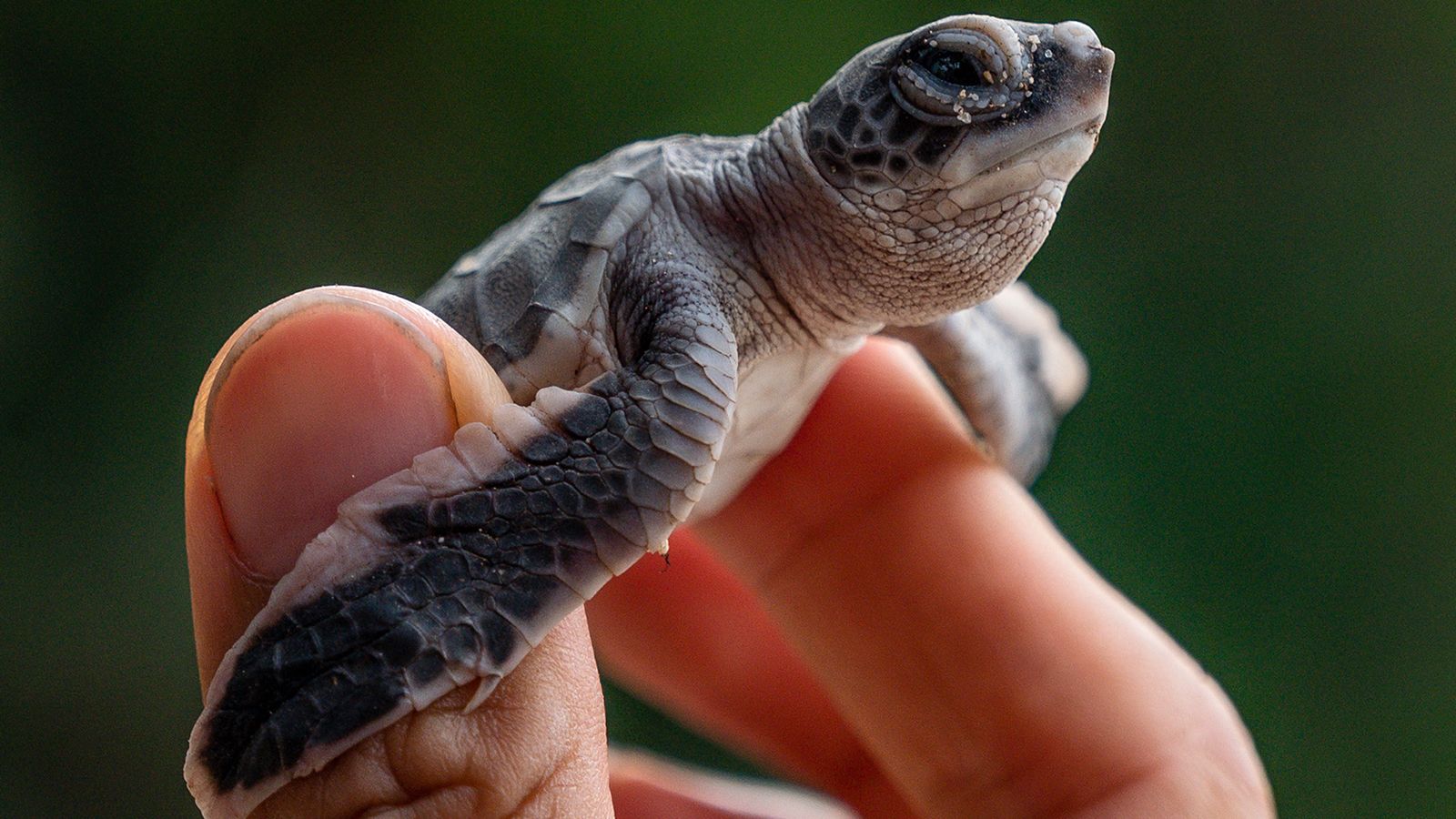 Is coronavirus helping turtles? The answer's complicated | CNN