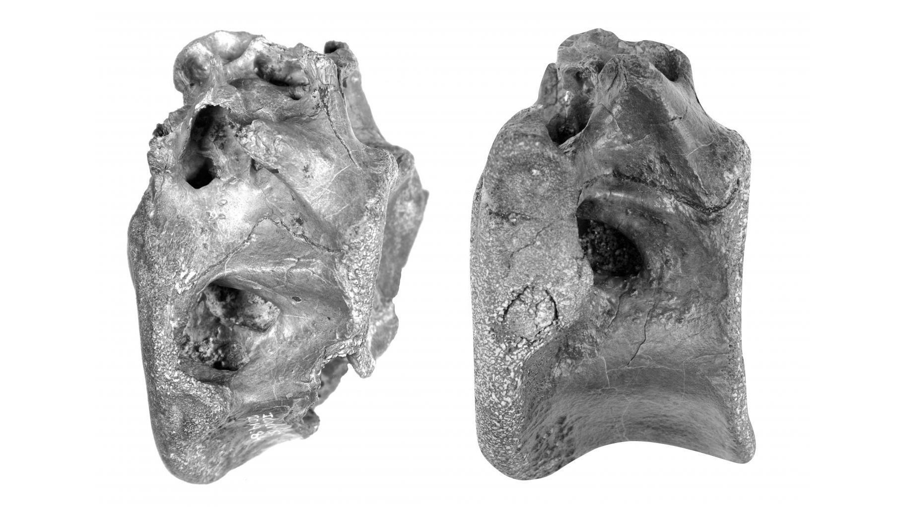 Two of the four bones that were discovered last year, determined to belong to the Vectaerovenator inopinatus.