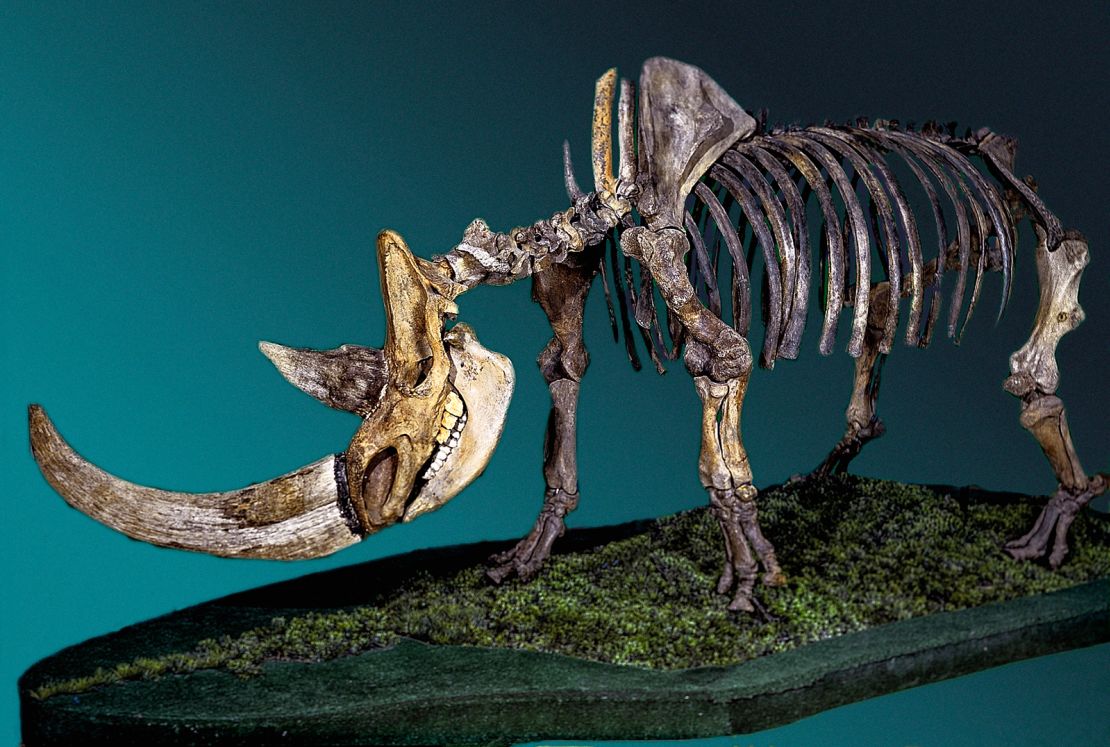 This is the skeleton of a woolly rhinoceros. 