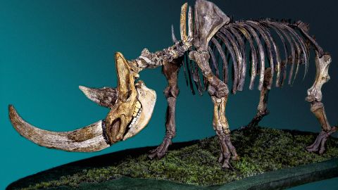 This is the skeleton of a woolly rhinoceros.